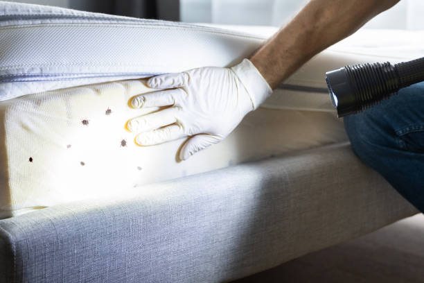 Trusted Lake Mack Forest Hills, FL Pest Control Experts