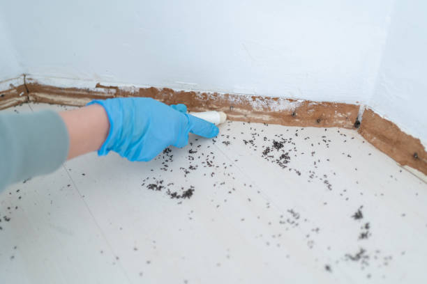 Pest Prevention Services in Lake Mack Forest Hills, FL